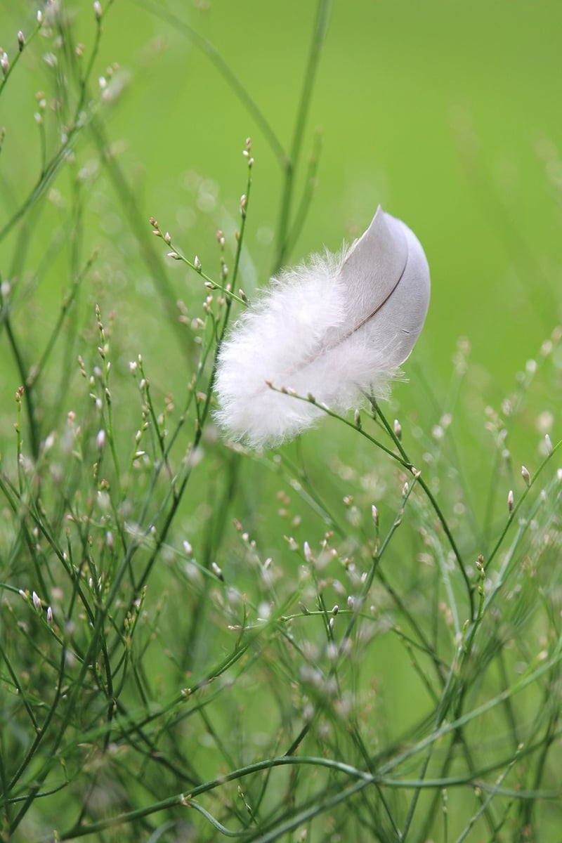 Gentle Breezes